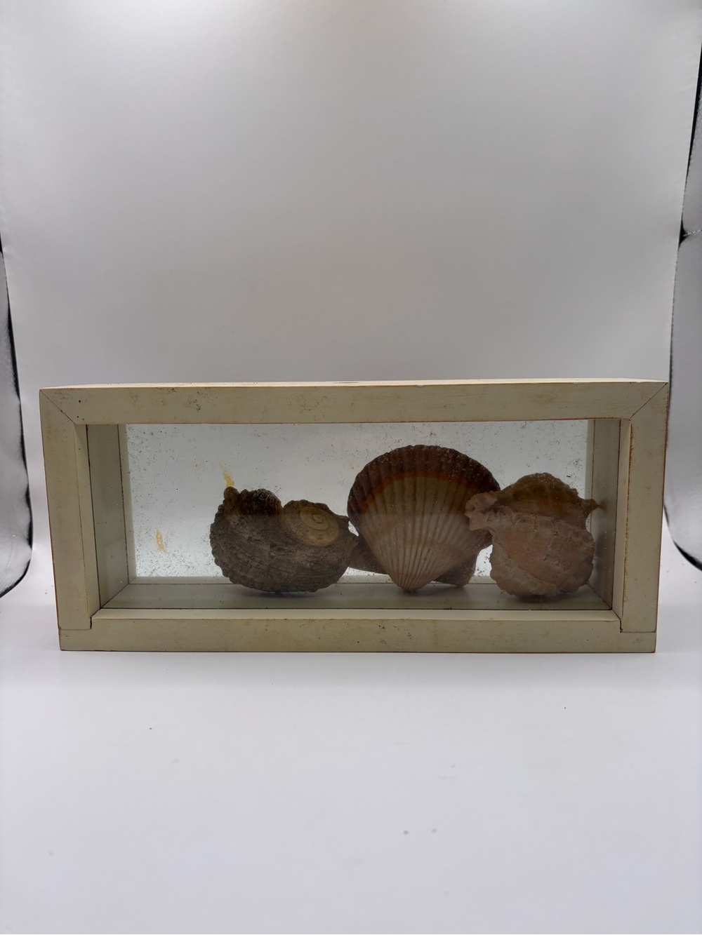 Framed Seashell Display - Three Natural Shells